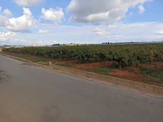 Campo de naranjos en Picassent