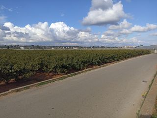 Campo de naranjos en Picassent