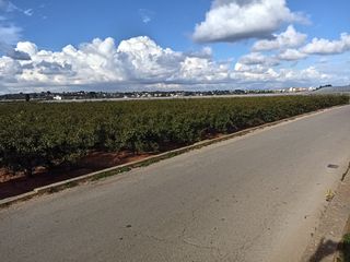 Campo de naranjos en Picassent