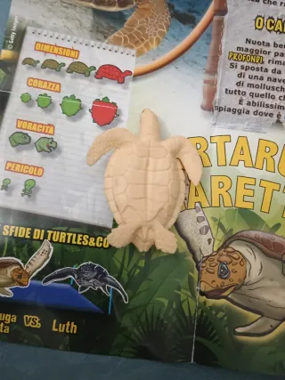 Tartaruga Caretta Turtles & Co