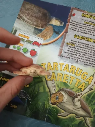 Tartaruga Caretta Turtles & Co