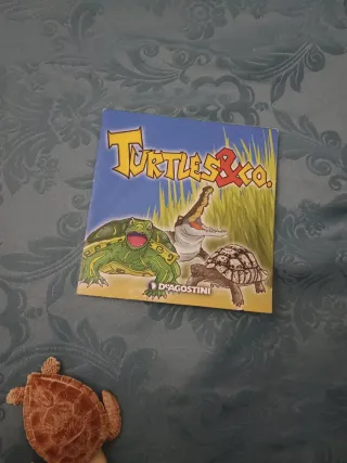 Tartaruga Caretta Turtles & Co