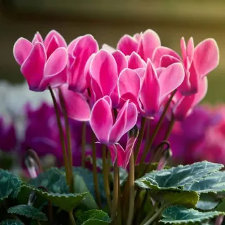 Ciclamen rosa