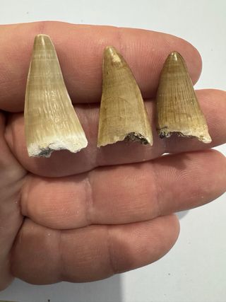 Fósiles  de Cocodrilo  Premium SOLO HOY