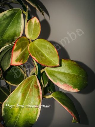 Hoya Para albomarginata
