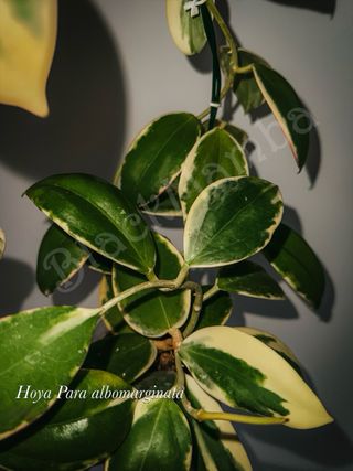 Hoya Para albomarginata