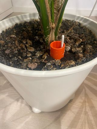 Palma Kentia en maceta IKEA PS FEJÖ