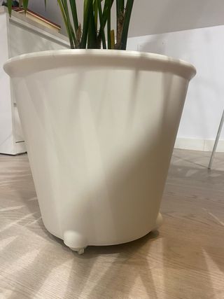 Palma Kentia en maceta IKEA PS FEJÖ