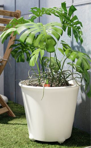 Palma Kentia en maceta IKEA PS FEJÖ