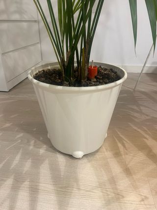 Palma Kentia en maceta IKEA PS FEJÖ