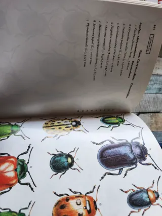 GUIA COLEOPTEROS DE ESPAÑA Y DE EUROPA