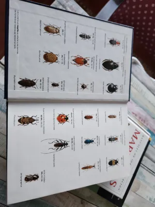 GUIA COLEOPTEROS DE ESPAÑA Y DE EUROPA