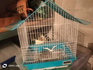 Jaula para pájaros azul y blanca