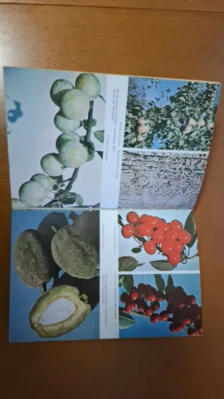 los Arboles frutales,