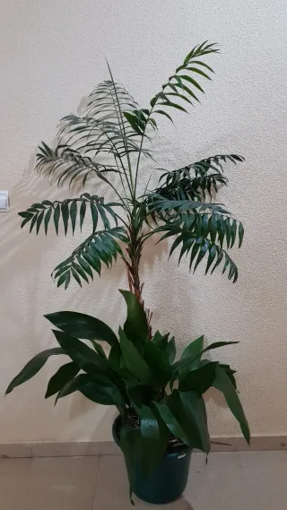 2 plantas naturales de interior: Alpidistra y Kent