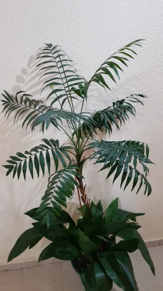 2 plantas naturales de interior: Alpidistra y Kent