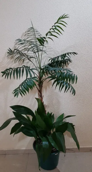 2 plantas naturales de interior: Alpidistra y Kent