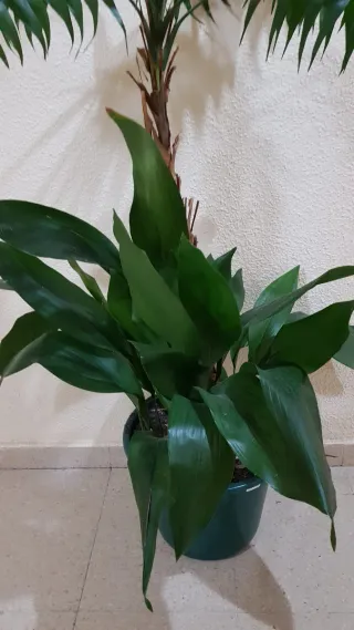 2 plantas naturales de interior: Alpidistra y Kent