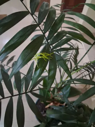 2 plantas naturales de interior: Alpidistra y Kent