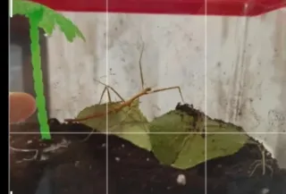 Terrario para insectos palo