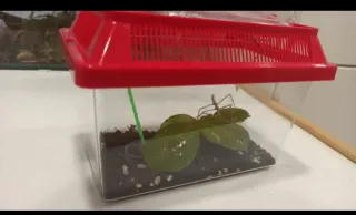 Terrarios para insectos palo en varios tamaños