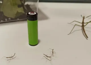 Terrario para insectos palo