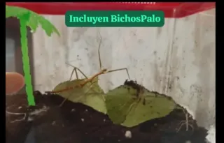 Terrario para insectos palo