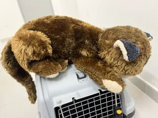 Peluche gato Marrón