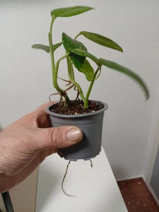 Monstera Stanleyana Variegata