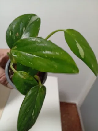 Monstera Stanleyana Variegata