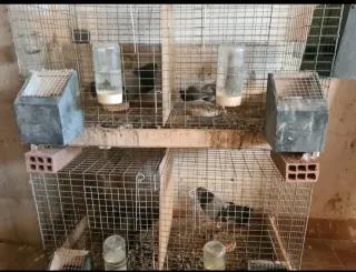 Palomo: Paleta, Jarilla, Vertiga, Jaulas