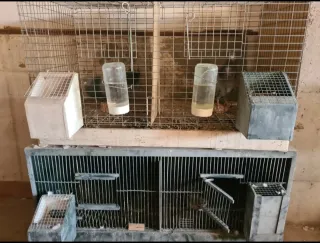 Palomo: Paleta, Jarilla, Vertiga, Jaulas