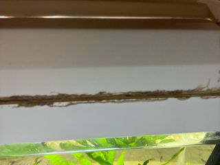 Acquario 30 litri completo