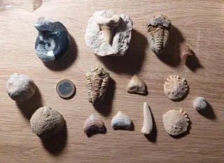 Coleccion de fósiles