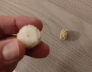 Orecchini avorio antico grandi non montati