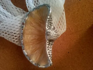 Set  3 conchiglie e 2 foglie in resina decorative