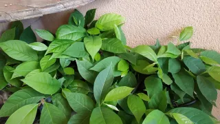 10 Semillas de asimina triloba (pawpaw)