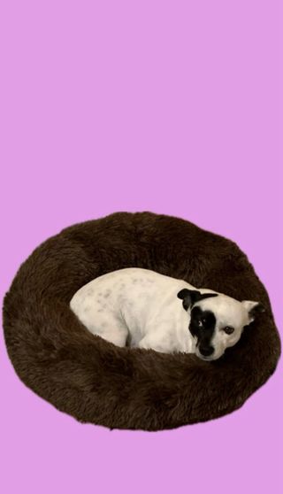 Cama para perro suave marrón