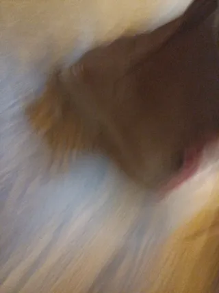 Botines de piel Sorel marrones