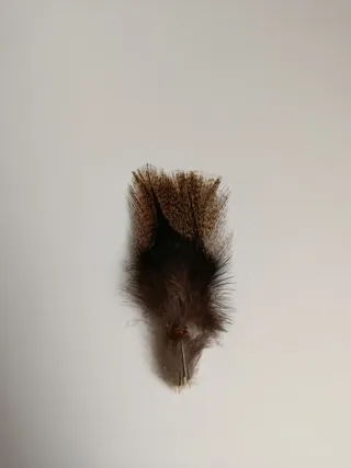 Plumas de gallo de león