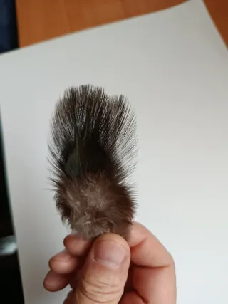 Plumas de gallo de león