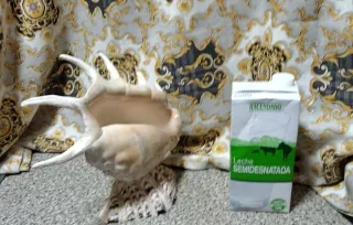 Caracola Araña Gigante Indo-Pacífico