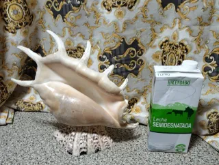 Caracola Araña Gigante Indo-Pacífico