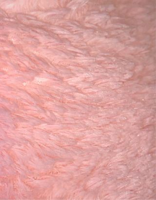 Oso de peluche gigante rosa