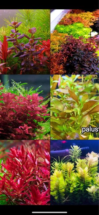 Lote 5 plantas acuario variadas y coloridas