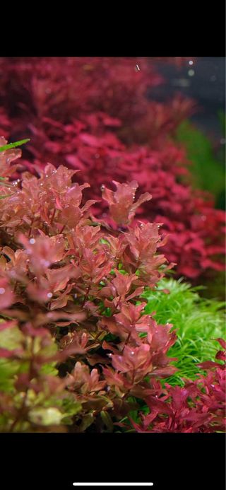 Lote 5 plantas acuario variadas y coloridas