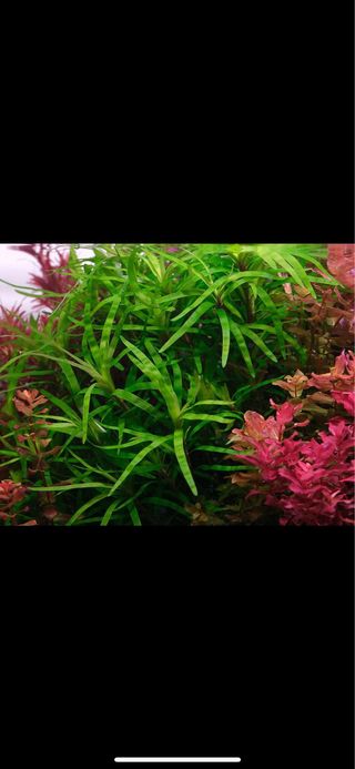 Lote 8 plantas acuario variadas y coloridas
