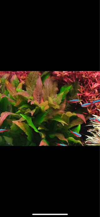 Lote 8 plantas acuario variadas y coloridas