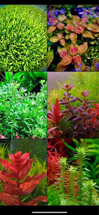 Lote 8 plantas acuario variadas y coloridas