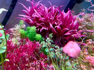 Lote 12 Plantas Acuario Variadas y Coloridas